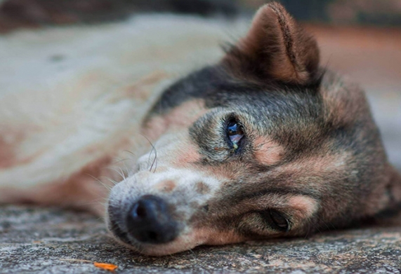 Bệnh Carê (Sài sốt – Distemper) ở chó: Nguyên nhân, triệu chứng và cách điều trị