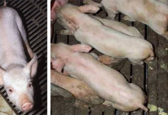 Bệnh cầu trùng ở lợn: Nguyên nhân, triệu chứng và cách điều trị