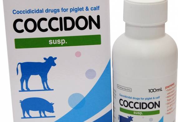Tổng hợp các loại thuốc trị bệnh cầu trùng ở lợn hiệu quả 