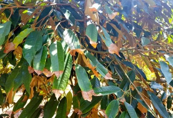 Biện pháp phòng ngừa một số bệnh cây sầu riêng phổ biến