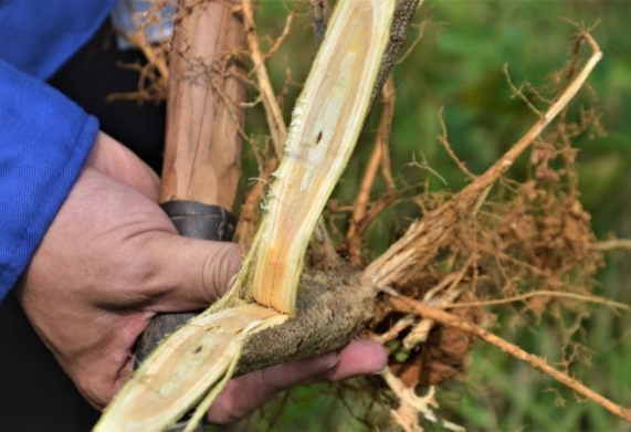 Bệnh chết héo cây keo