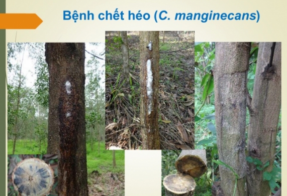 Phòng chống bệnh chết héo cây keo