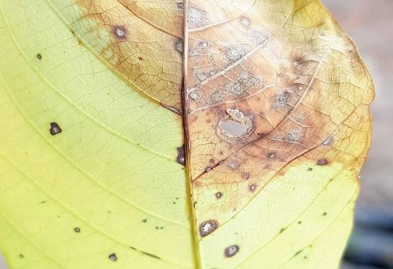 Bệnh corynespora trên cây cao su: Nguyên nhân, triệu chứng và cách xử lý bệnh hiệu quả