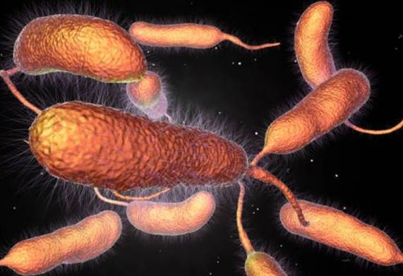 Bệnh cua đồng hoại tử do vi khuẩn Vibrio - triệu chứng và cách điều trị