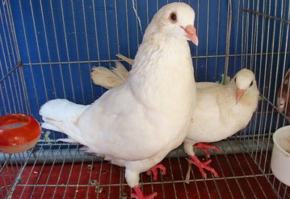 Bệnh đậu ở chim bồ câu: Nguyên nhân, triệu chứng và cách phòng trị hiệu quả