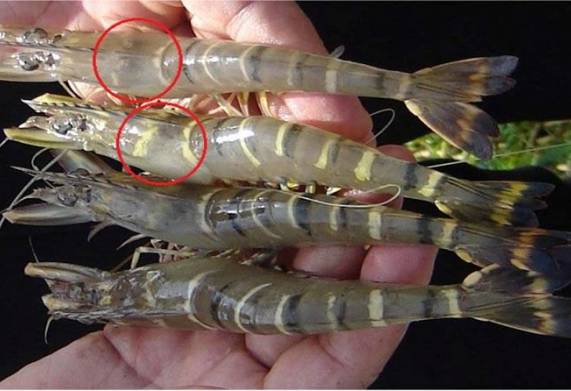 Bệnh đầu vàng trên tôm: Nguyên nhân và cách phòng trị hiệu quả