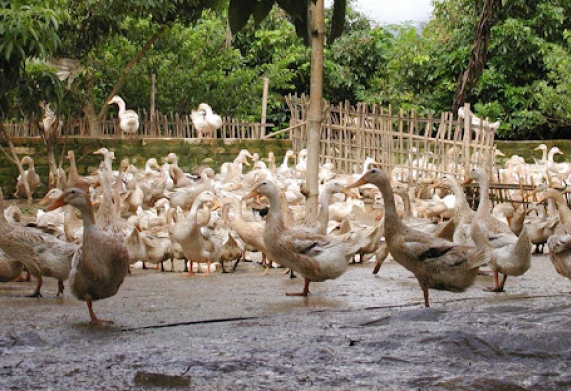 Bệnh Dịch Tả Ngỗng - nguyên nhân, triệu chứng và cách điều trị
