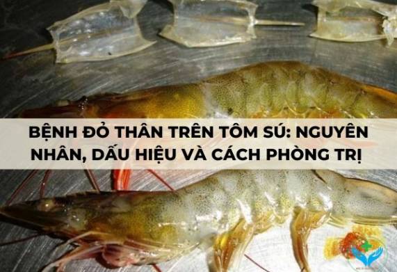 Bệnh đỏ thân trên tôm sú: Nguyên nhân, dấu hiệu và cách phòng trị 