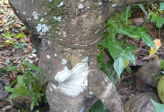 Bệnh đốm đồng tiền trên cây mai: Tìm hiểu dấu hiệu bệnh, nguyên nhân và cách điều trị 