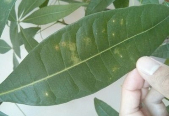 Bệnh đốm lá ở cây kim ngân: các nguyên nhân gây bệnh và cách xử lý