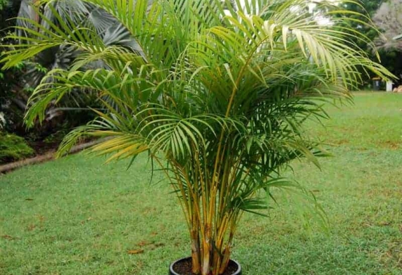 Bệnh đốm xám do nấm Pestalotia palmarum gây ra ở cây cau vàng: Triệu chứng, nguyên nhân và cách điều trị