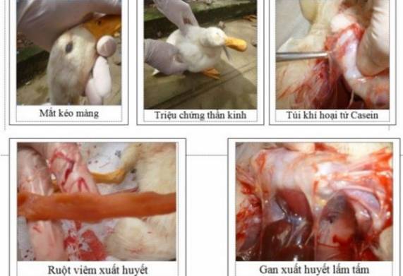 Bệnh ecoli kéo màng trên vịt và phương pháp phòng ngừa