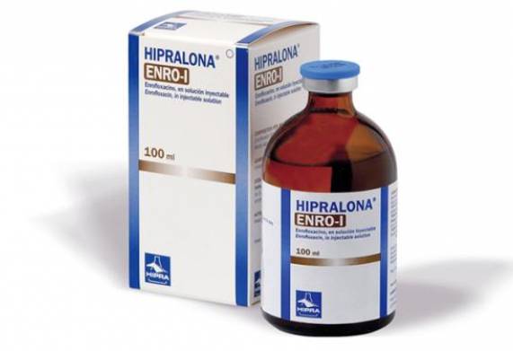 Tìm hiểu các loại thuốc trị bệnh Ecoli trên bò hiệu quả