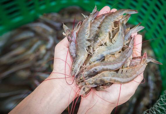Biện pháp phòng bệnh ehp trên tôm thẻ chân trắng hiệu quả