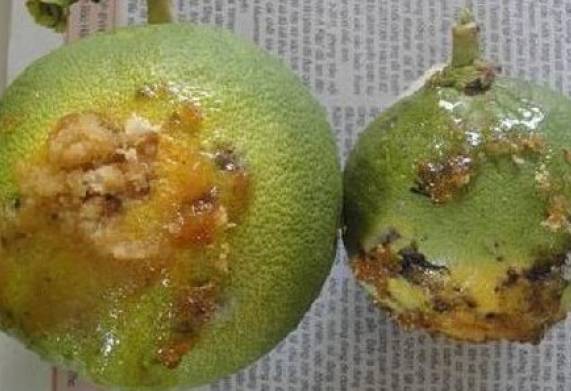 Cách điều trị một số bệnh hại cây ăn quả thường gặp