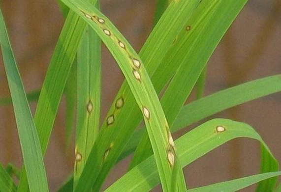 Biện pháp phòng ngừa một số bệnh hại lúa thường gặp 