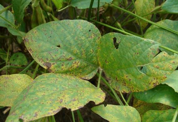 Tìm hiểu một số bệnh hại trên cây họ đậu phổ biến 