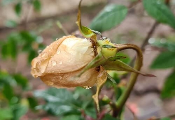 Phòng bệnh Verticillium trên hoa hồng hiệu quả