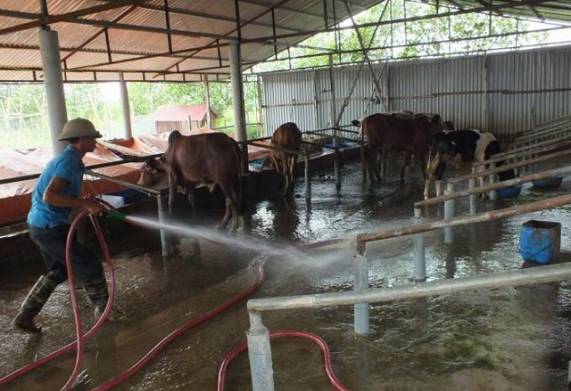 Các biện pháp phòng chống bệnh lở mồm long móng ở bò