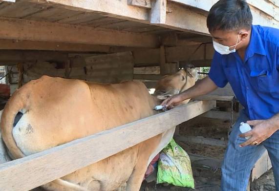 Vắc xin phòng bệnh lở mồm long móng ở bò của Nga