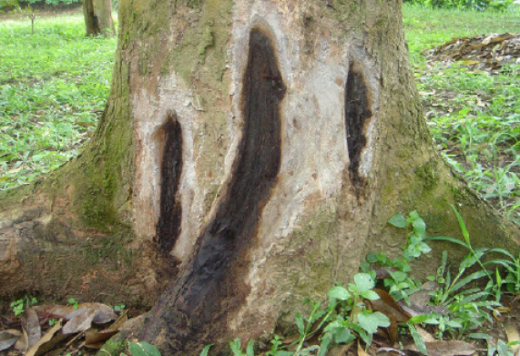 Bệnh nứt thân xì mủ do nấm Phytophthora trên sầu riêng 