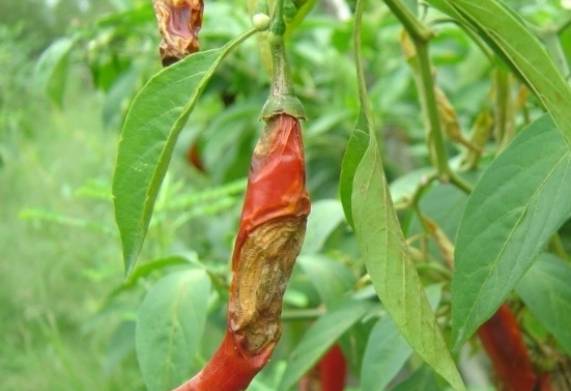Một số bệnh ở cây ớt thường gặp và cách điều trị 