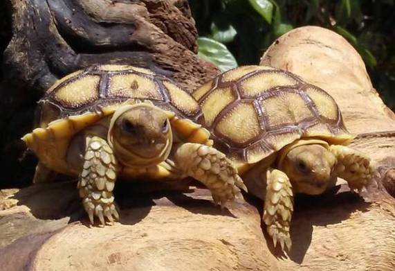 Rùa Sulcata là rùa gì? Các loại bệnh ở rùa Sulcata
