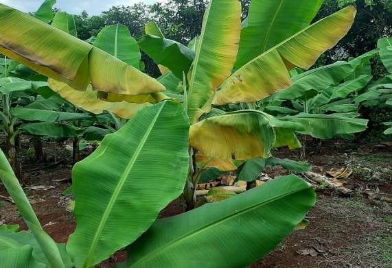 Các biện pháp phòng bệnh panama trên cây chuối