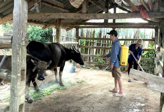 Biện pháp phòng ngừa bệnh sán lá gan ở trâu bò hiệu quả 