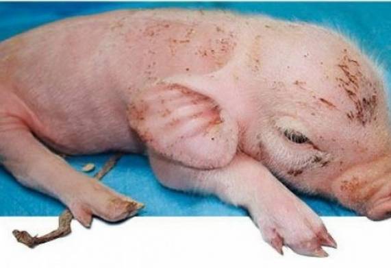 Bệnh sưng phù đầu ở lợn nguy hiểm toàn đàn trong chăn nuôi