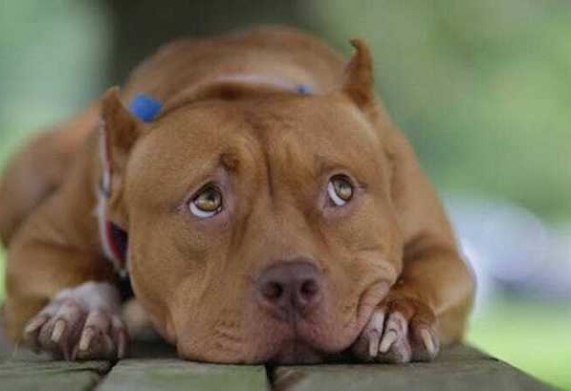 Bệnh suy giáp ở chó pitbull: Biểu hiện, nguyên nhân và cách điều trị