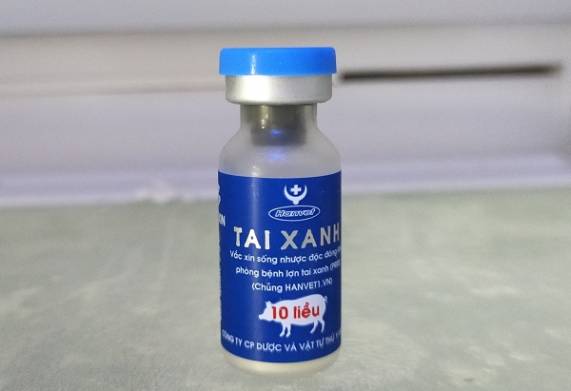 Giới thiệu vắc xin phòng bệnh tai xanh ở lợn