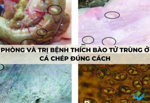 Phòng và trị bệnh thích bào tử trùng ở cá chép đúng cách