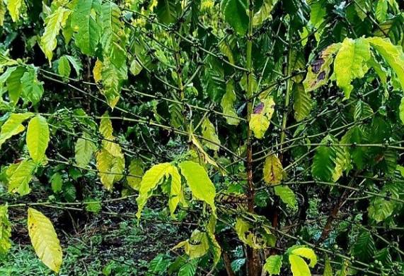Biểu hiện của bệnh thiếu dinh dưỡng trên cây cà phê và cách khắc phục 