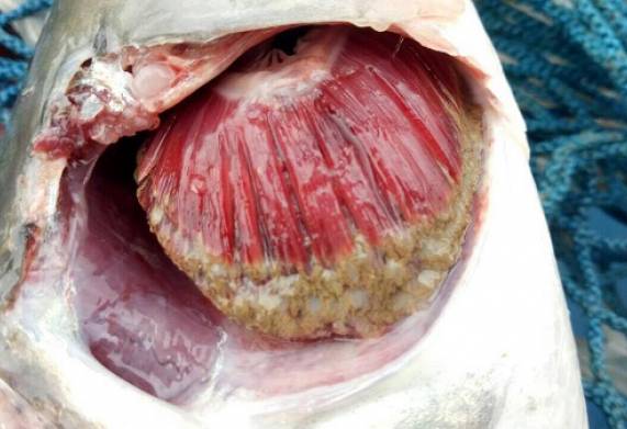Bệnh thối mang ở cá chép: Nguyên nhân, dấu hiệu nhận biết và cách xử lý