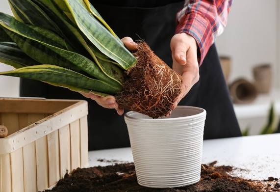 Bệnh thối rễ trên Cây lưỡi hổ: Dấu hiệu, nguyên nhân và cách khắc phục bệnh 