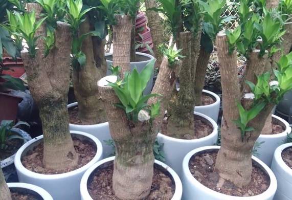 Bệnh thối thân ở cây thiết mộc lan: Nguyên nhân và cách điều trị 