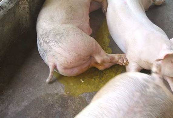 Biện pháp phòng bệnh tiêu chảy ở lợn thịt hiệu quả 