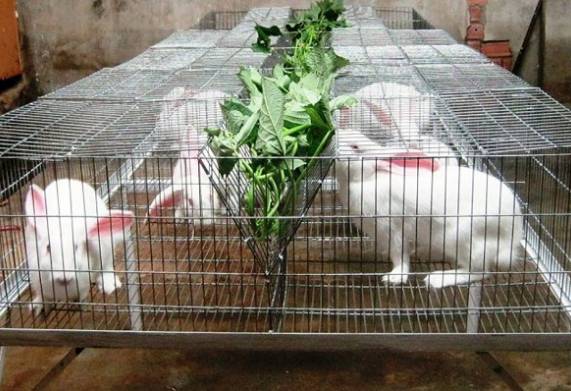 Bệnh tiêu chảy ở thỏ: Nguyên nhân, dấu hiệu nhận biết và cách điều trị 