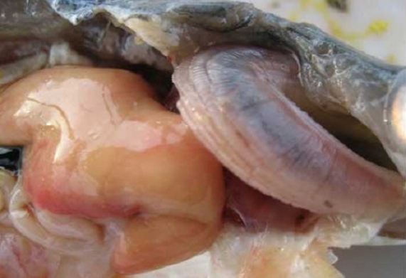 Bệnh trắng gan trắng mang trên cá tra