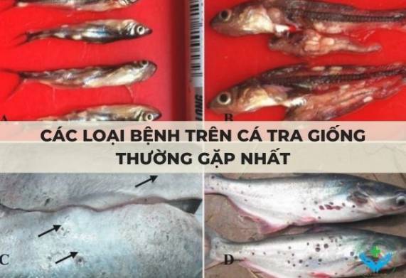 Các loại bệnh trên cá tra giống thường gặp nhất