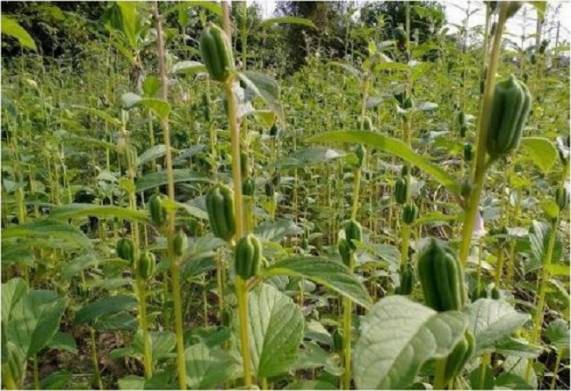 Một số loại bệnh trên cây mè thường gặp và cách phòng trừ