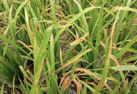 Tìm hiểu các loại bệnh trên lúa ở từng giai đoạn khác nhau 