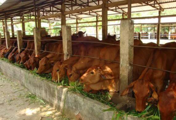 Bệnh tụ huyết trùng ở bò: nguyên nhân, triệu chứng và cách điều trị