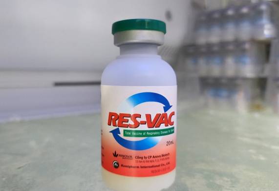 Các loại thuốc trị bệnh tụ huyết trùng trên heo hiệu quả