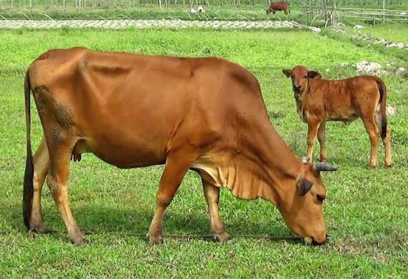 Bệnh ung khí thán ở trâu bò: Nguyên nhân, triệu chứng và cách điều trị