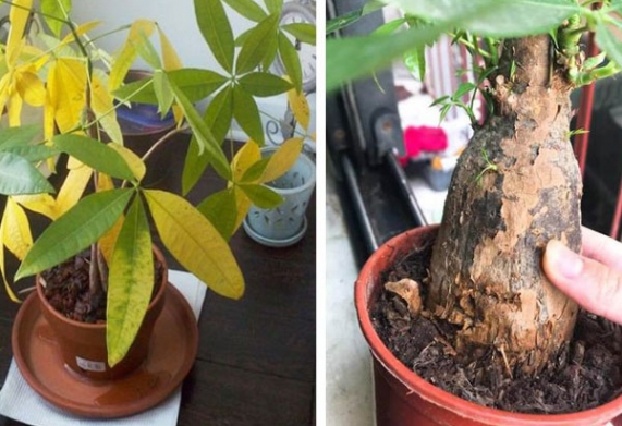 Bệnh vàng lá, úa lá ở cây kim ngân do thừa nước, thiếu nước, thiếu chất