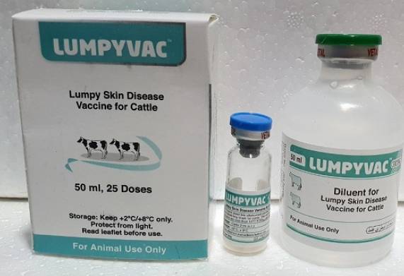 Tìm hiểu vắc xin Lumpyvac phòng bệnh viêm da nổi cục ở bò