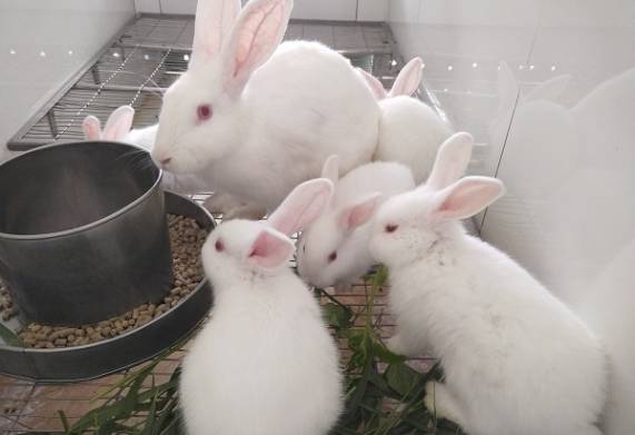 Tìm hiểu các biện pháp phòng ngừa bệnh viêm mũi ở thỏ hiệu quả 