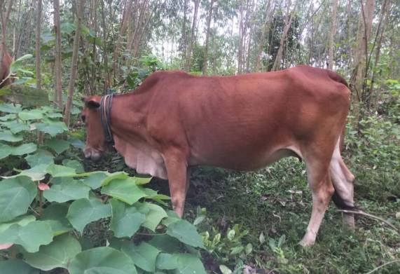 Nguyên nhân và cách điều trị bệnh viêm tử cung ở bò cái